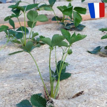 Paillez en tout efficacité !