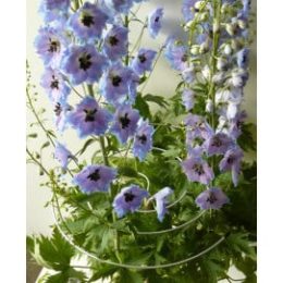 tuteur spirale pour plante