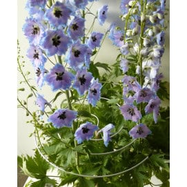 tuteur spirale pour plante