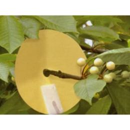 Piège contre la mouche de la cerise (les 2)