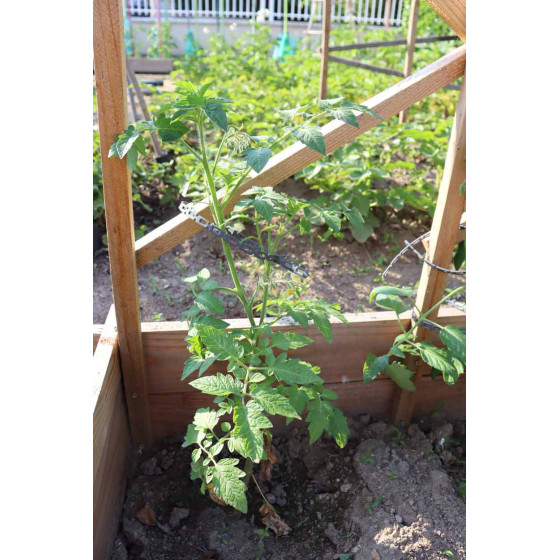 treillis en bois pour tomates