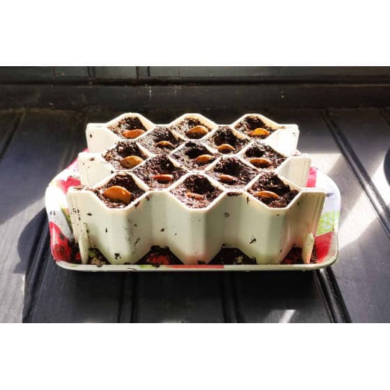 Kit de germination 13 grandes alvéoles pour grosse graines