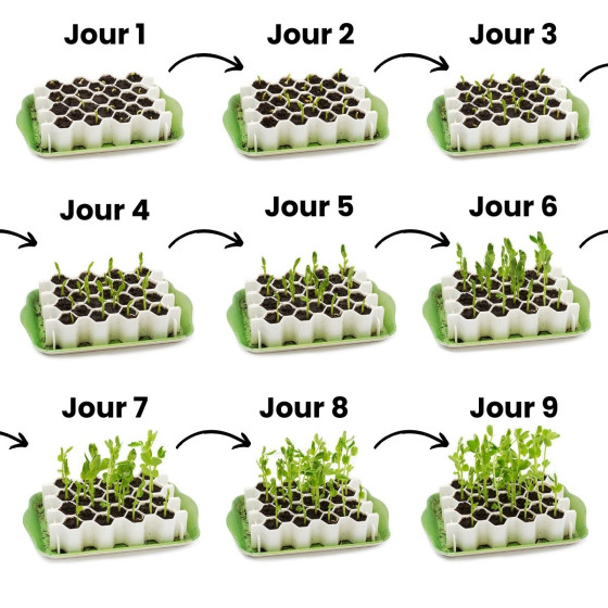 Évolution des graines au jour le jour avec le kit de germination 41 mottes