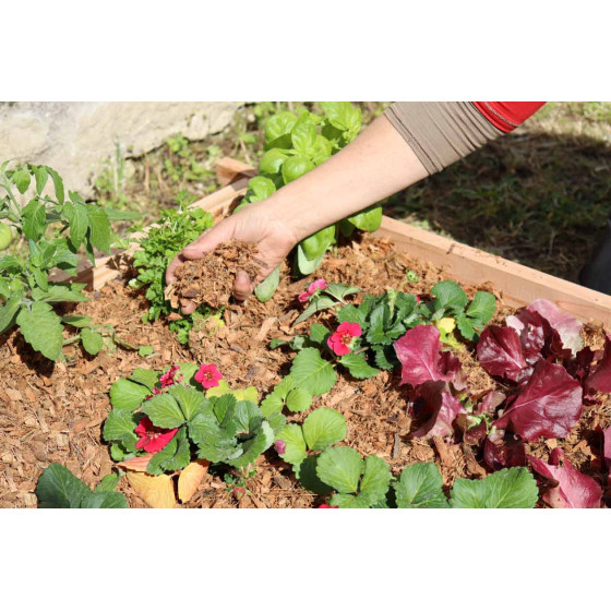 paillage coco dans carré potager en bois