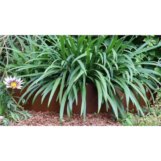 Bordure de jardin en acier ondulée avec agapanthe