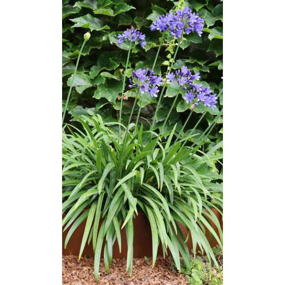 Bordure de jardin pour parterre fleuri