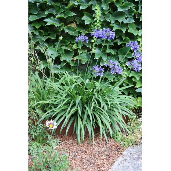 bordure de jardin en acier fer vieilli hauteur 15 cm