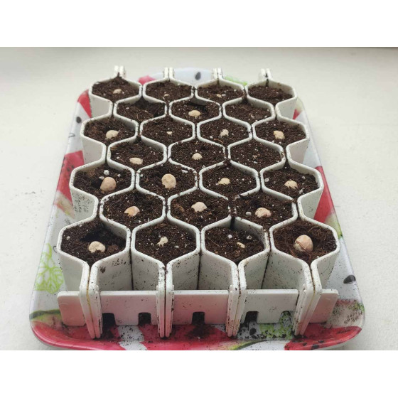 Kit de germination fabriqué en France