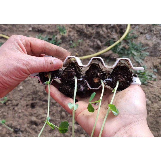 Kit de germination pour semis