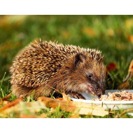 nourriture hérisson insectes séchés