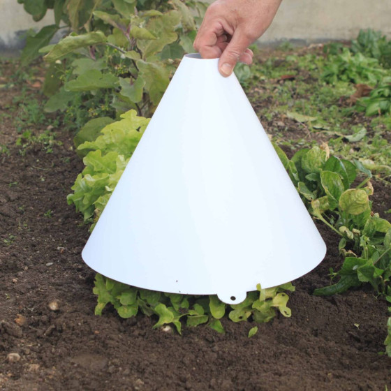 Cloche à salade pour blanchir les salades