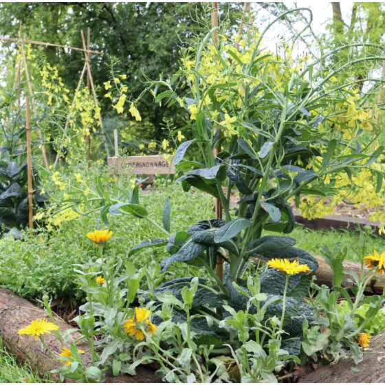 coaching de permaculture en ligne