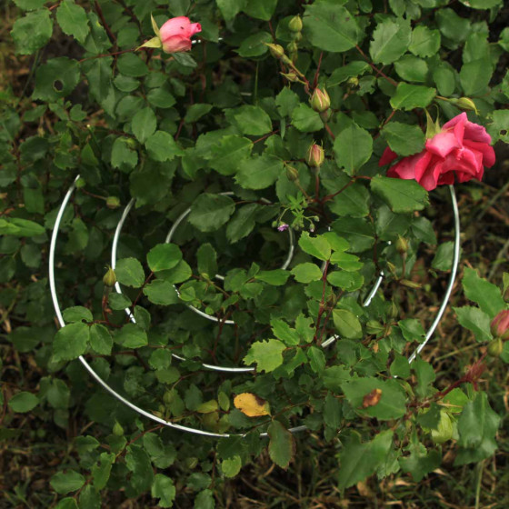 tuteur en acier spirale pour plantes