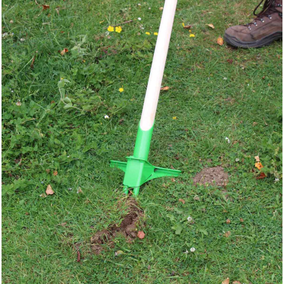 arrache rumex en bois de hêtre