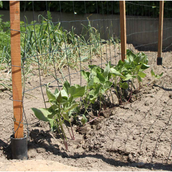 Support métallique pour aider jeunes plants