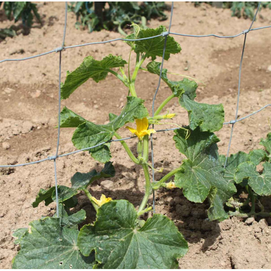 Support plante grimpante