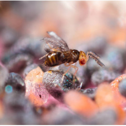 trichogrammes anti-mites alimentaires