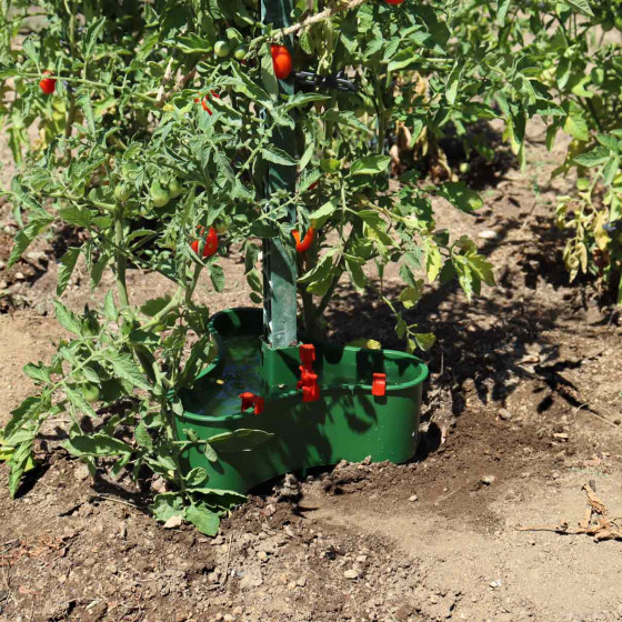 reserve goutte à goutte tomate