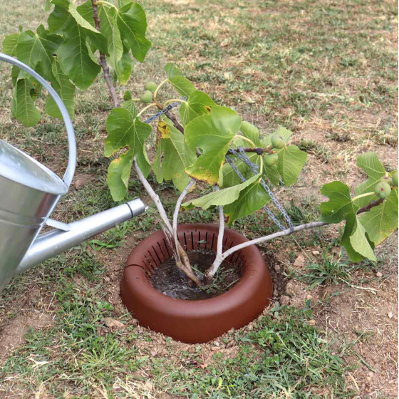 Couronne d'arrosage arbre fruitier