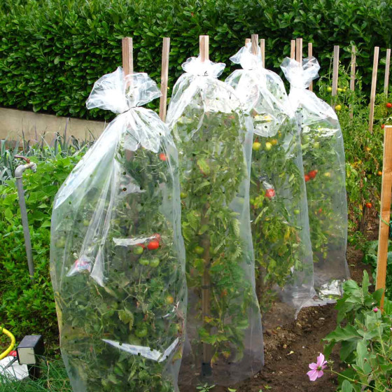 housse protège tomate