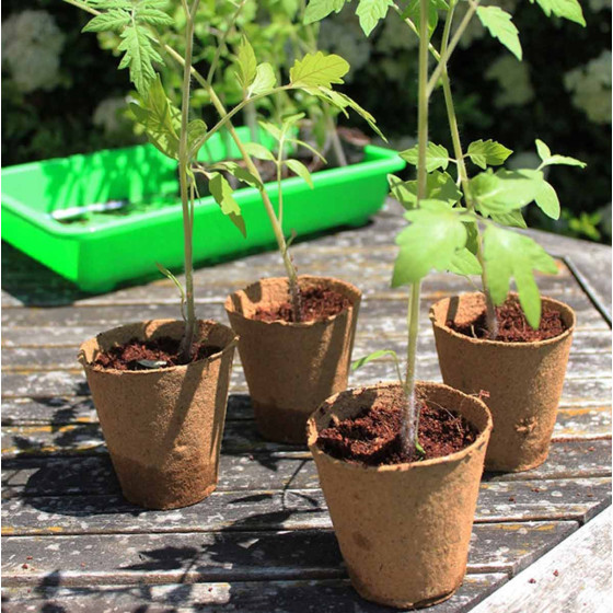 pot pour semis tomates