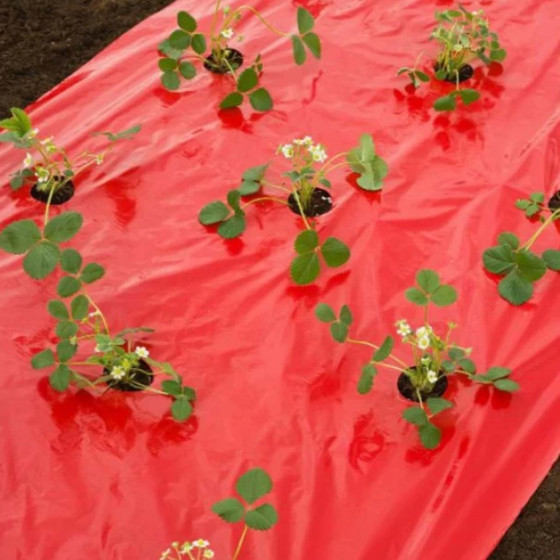 Film de paillage pour fraisiers