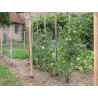 clôture bois potager