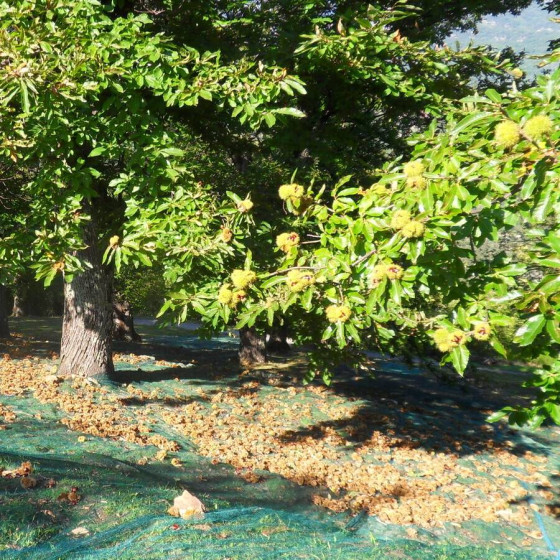 filet protection arbre fruitier