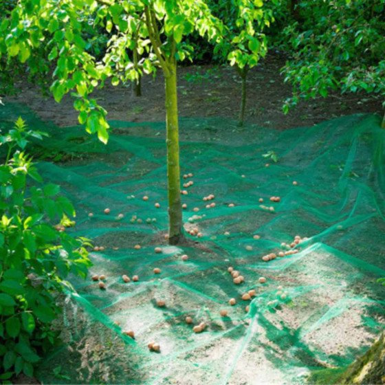 filet pour protection arbre fruitier