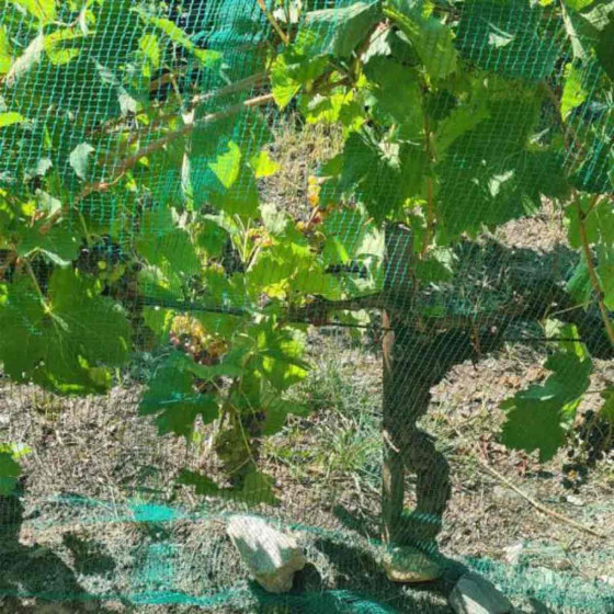 filet pour arbre fruitier