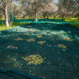 filet protection arbre fruitier