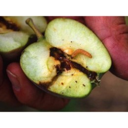 Piège à phéromone contre le ver des pommes et poires (les 2)