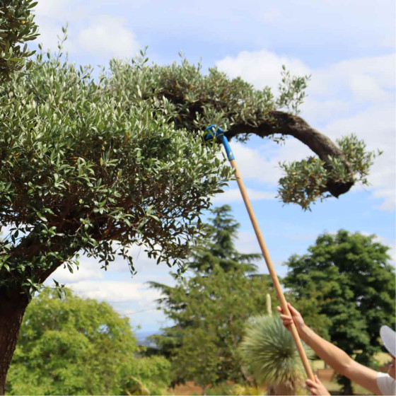 peigne a olives manuel pour ramasser les olives en hauteur