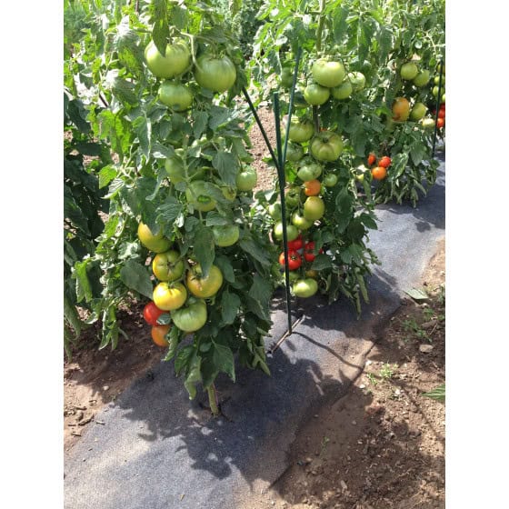 feutre de jardin pour pailler tomate