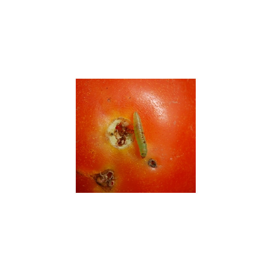 Piège à phéromone contre la mineuse de la tomate (les 2)