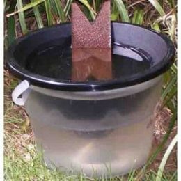 Piège a larve moustique