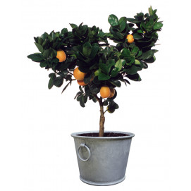 Pot en zinc