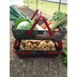 Panier de cueillette Kajo 20 L en plastique ajouré