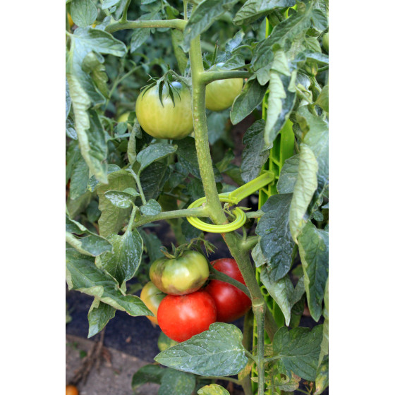 Attache pour éco tuteur à tomate en plastique vert anis (les 6)