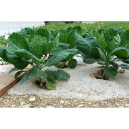 Toile De Paillage Agrosol 1,25x10 M : Paillages potager NORTENE potager et  verger - botanic®