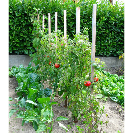 Piquet de tomates en bois 150 cm + cône anti pourrissement