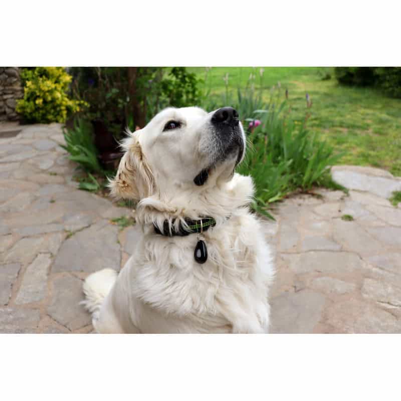 Collier anti puces chien : traitement efficace contre les puces