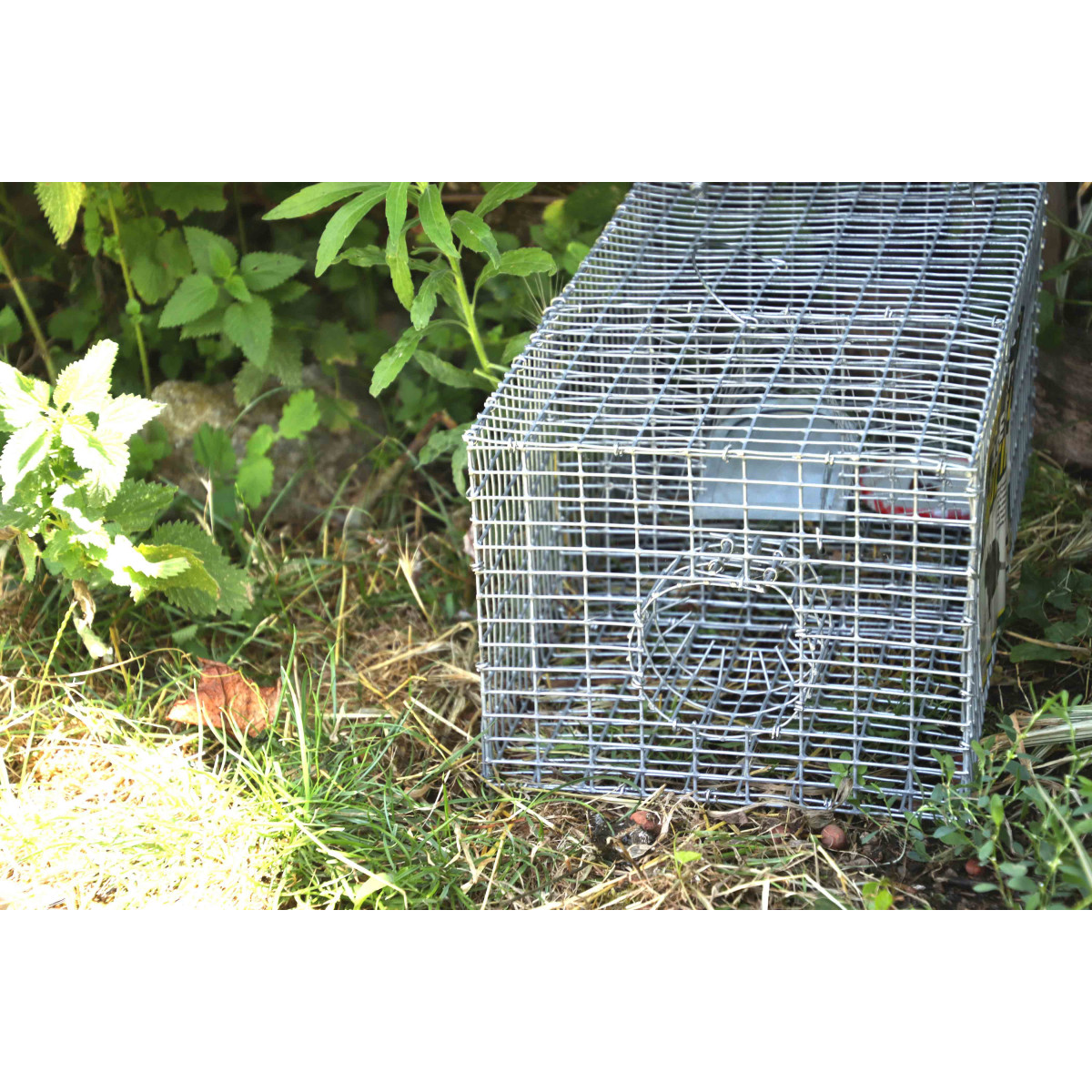 Cage piège pour rats