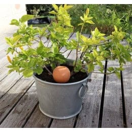 ollas à planter terre cuite