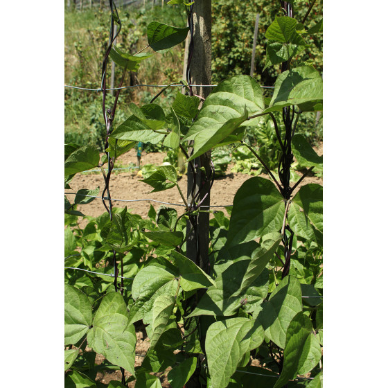 filet à ramer pour plantes grimpantes