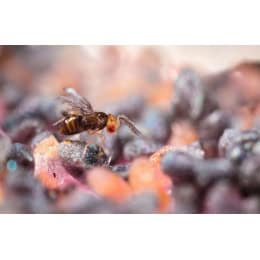 anti mites vetements