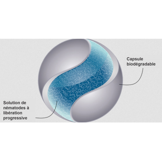 nematodes mouches terreau