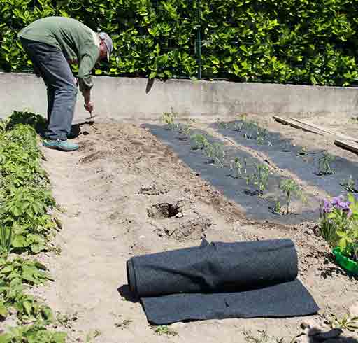 espace entre les pieds de tomate