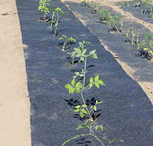 paillage des tomates