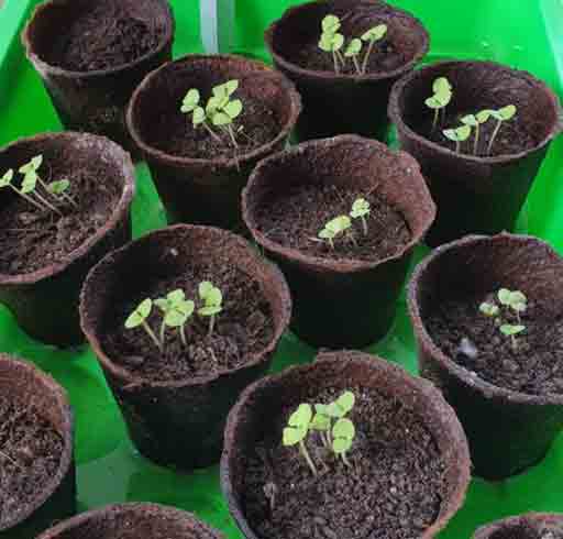 Comment faire son terreau pour semis et repiquage - permaculture